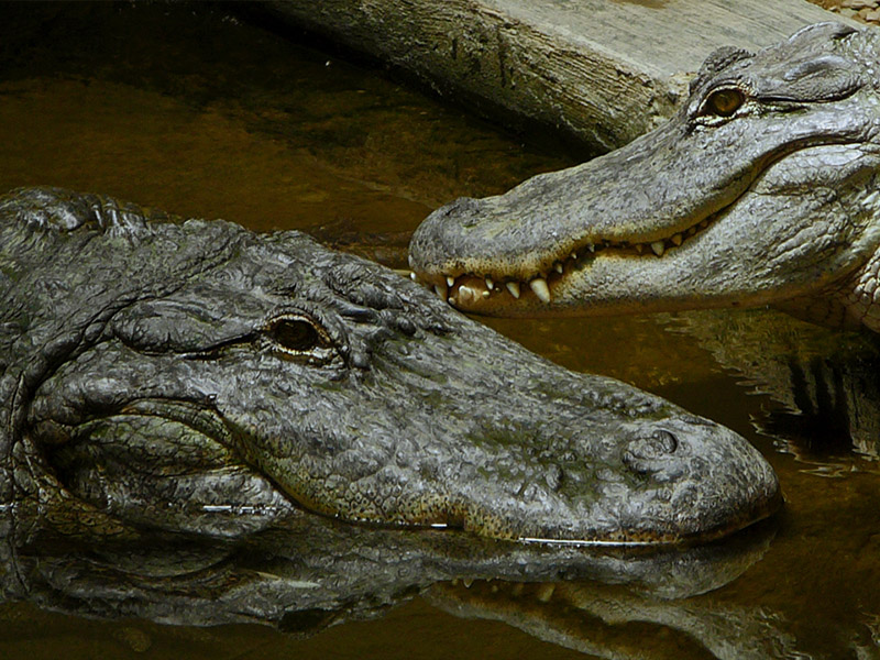 Clyde Peeling's Reptiland